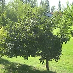 La Corte Panzió *